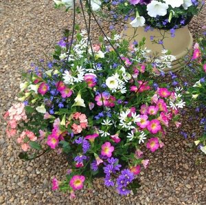 HB Ape In The Apricot combo Hanging Basket (c2)